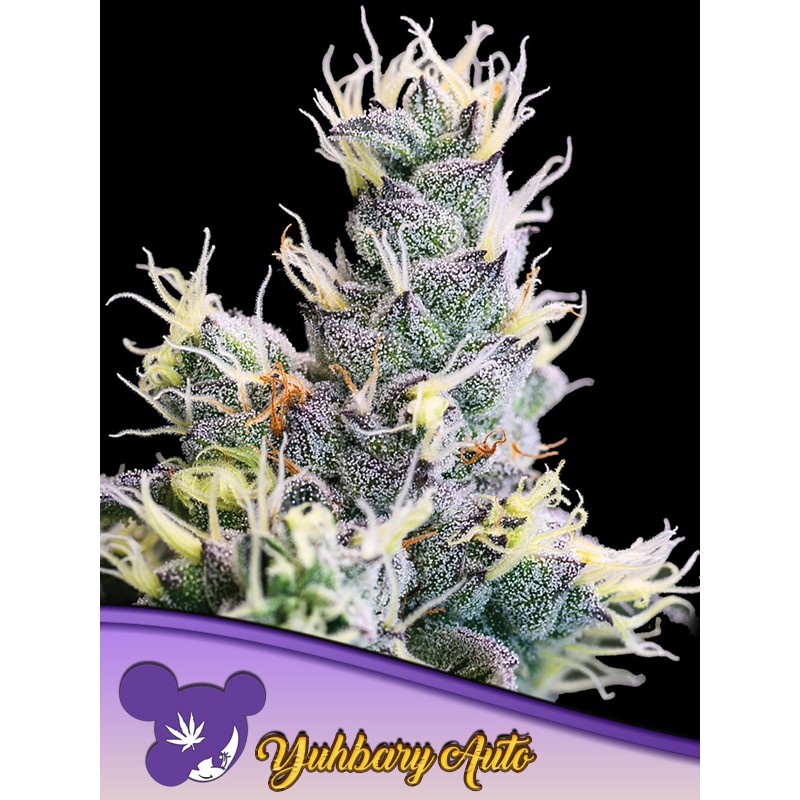 AUTO YUHBARY · Anesia Seeds · cannabis samen · Auto Fem