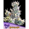 AUTO YUHBARY · Anesia Seeds · graines de cannabis  · Auto Fem