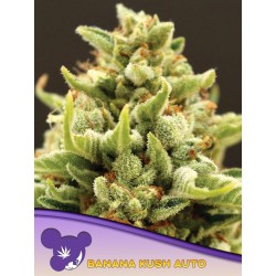 BANANA KUSH AUTO · Anesia Seeds · graines de cannabis  · Auto Fem