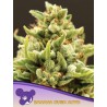 BANANA KUSH AUTO · Anesia Seeds · cannabis seeds · Auto Fem
