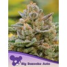 BIG BAZOOKA AUTO · Anesia Seeds · sementes de maconha · Auto Fem