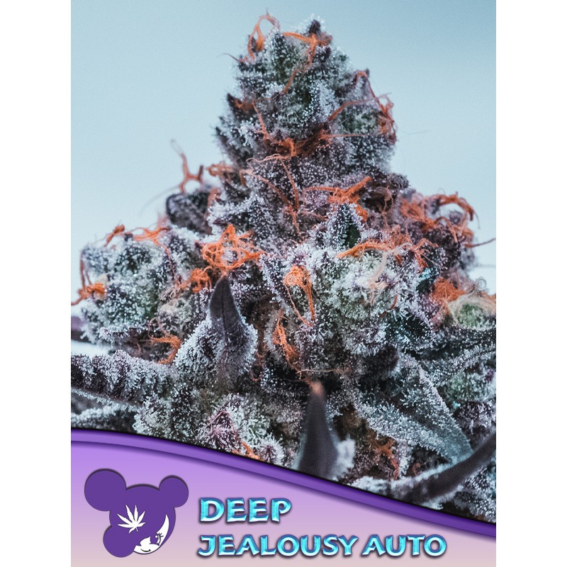 DEEP JEALOUSY AUTO · Anesia Seeds · cannabis seeds · Auto Fem