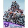 DEEP JEALOUSY AUTO · Anesia Seeds · cannabis seeds · Auto Fem