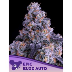 EPIC BUZZ AUTO · Anesia Seeds · kenevir tohum · AutoFem
