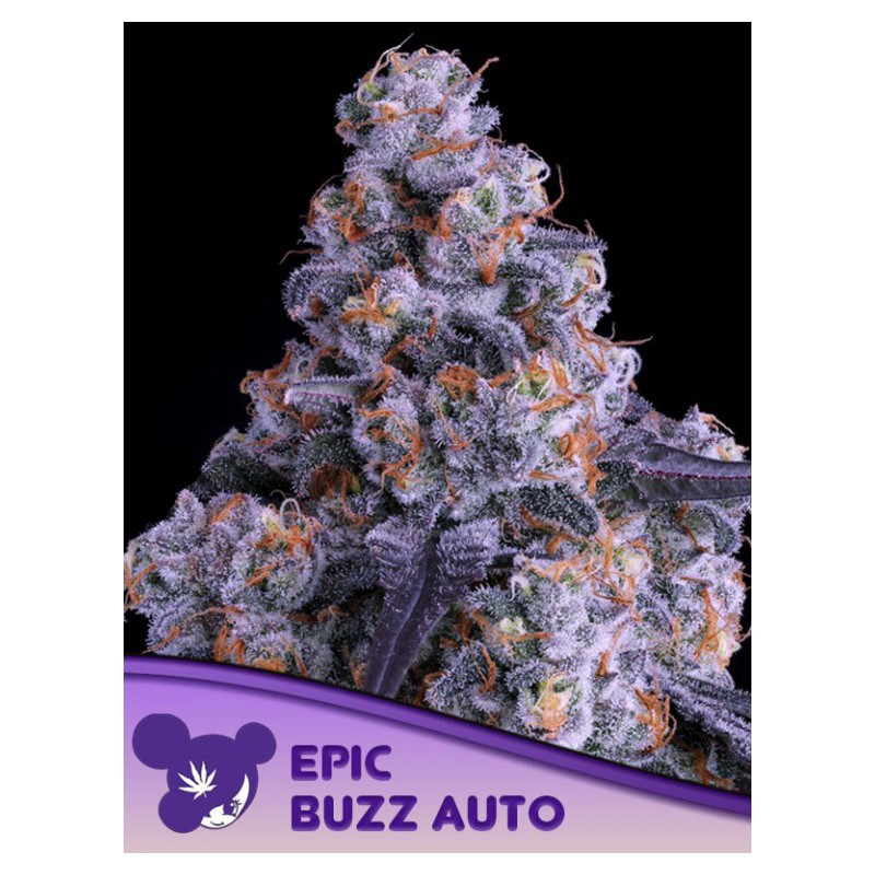 EPIC BUZZ AUTO · Anesia Seeds · cannabis seeds · Auto Fem
