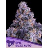 EPIC BUZZ AUTO · Anesia Seeds · cannabis seeds · Auto Fem