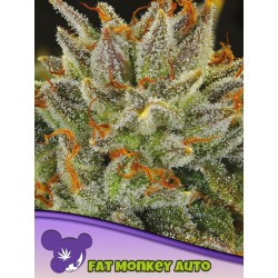 FAT MONKEY AUTO · Anesia Seeds · kenevir tohum · AutoFem