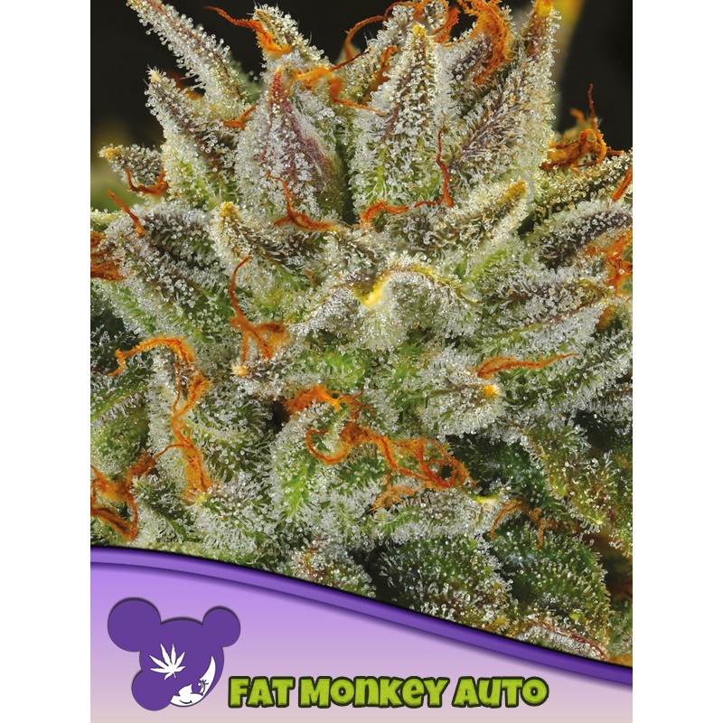 FAT MONKEY AUTO · Anesia Seeds · graines de cannabis  · Auto Fem