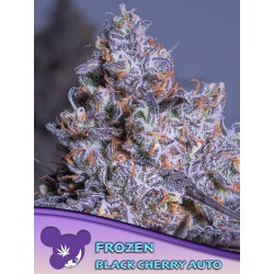 FROZEN BLACK CHERRY AUTO · Anesia Seeds · cannabis samen · Auto Fem