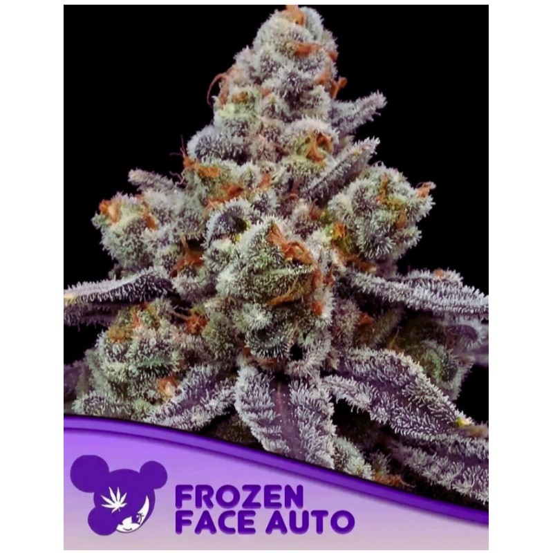 FROZEN FACE AUTO · Anesia Seeds · sementes de maconha · Auto Fem