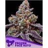 FROZEN FACE AUTO · Anesia Seeds · cannabis samen · Auto Fem