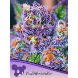 PURPLE DOMINA AUTO · Anesia Seeds · graines de cannabis  · Auto Fem