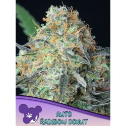 RAINBOW DONUT AUTO · Anesia Seeds · cannabis samen · Auto Fem
