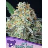 RAINBOW DONUT AUTO · Anesia Seeds · graines de cannabis  · Auto Fem