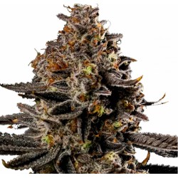 SMASHBERRY FUMEZ AUTO · Anesia Seeds · cannabis seeds · Auto Fem