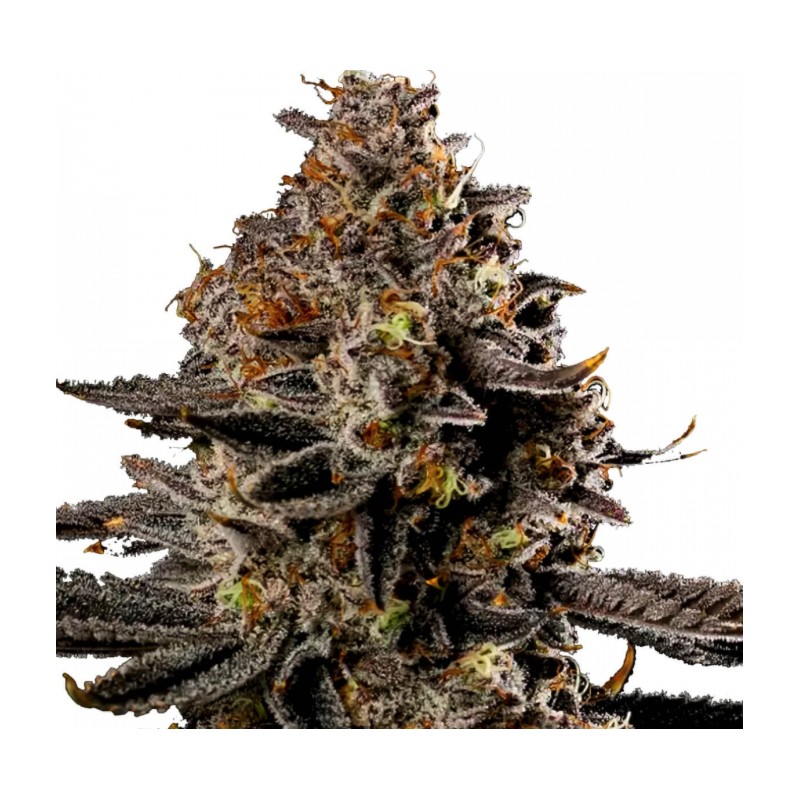 SMASHBERRY FUMEZ AUTO · Anesia Seeds · cannabis seeds · Auto Fem