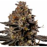 SMASHBERRY FUMEZ AUTO · Anesia Seeds · sementes de maconha · Auto Fem