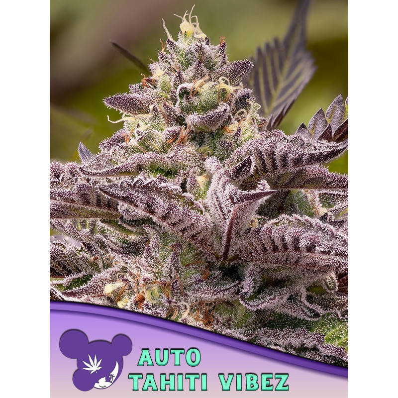 TAHITÍ VIBEZ AUTO · Anesia Seeds · kenevir tohum · AutoFem