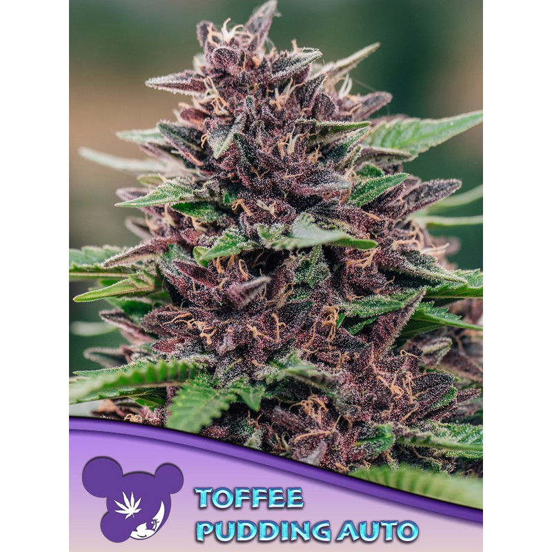 TOFFEE PUDDING AUTO · Anesia Seeds · cannabis samen · Auto Fem