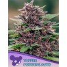 TOFFEE PUDDING AUTO · Anesia Seeds · cannabis samen · Auto Fem