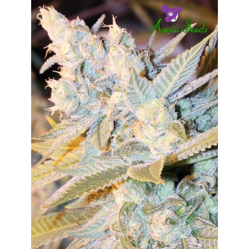 TRIPLE CHEESE AUTO · Anesia Seeds · graines de cannabis  · Auto Fem