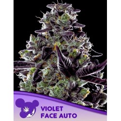 VIOLET FACE AUTO · Anesia Seeds · graines de cannabis  · Auto Fem