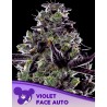 VIOLET FACE AUTO · Anesia Seeds · graines de cannabis  · Auto Fem