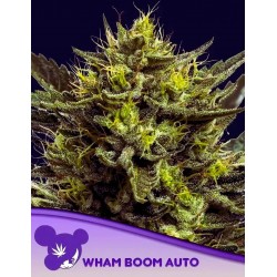 WHAM BOOM AUTO · Anesia Seeds · cannabis seeds · Auto Fem