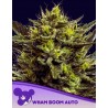 WHAM BOOM AUTO · Anesia Seeds · cannabis samen · Auto Fem