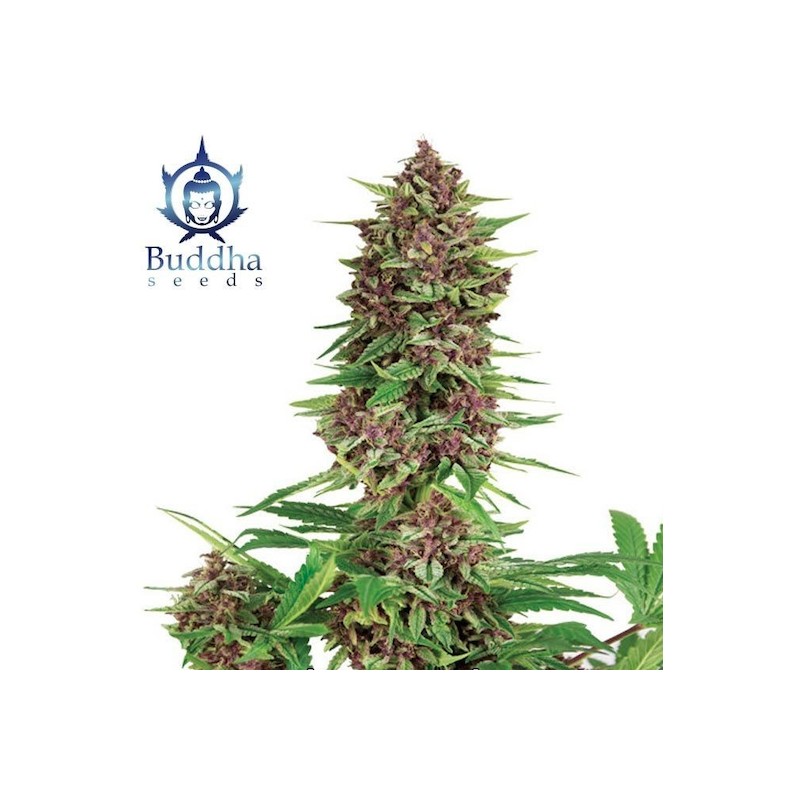 BUDDHA PURPLE KUSH · Buddha Seeds · cannabis samen · Fem