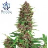 BUDDHA PURPLE KUSH · Buddha Seeds · graines de cannabis · Fem