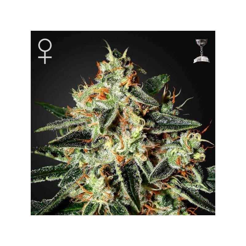 THE CHEESE · Green House Seeds · cannabis seeds · Fem