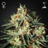 THE CHEESE · Green House Seeds · kaufen cannabis samen · Fem