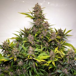 AUTO FORBIDDEN CHERRY · Dutch Passion · graines de cannabis · Auto Fem