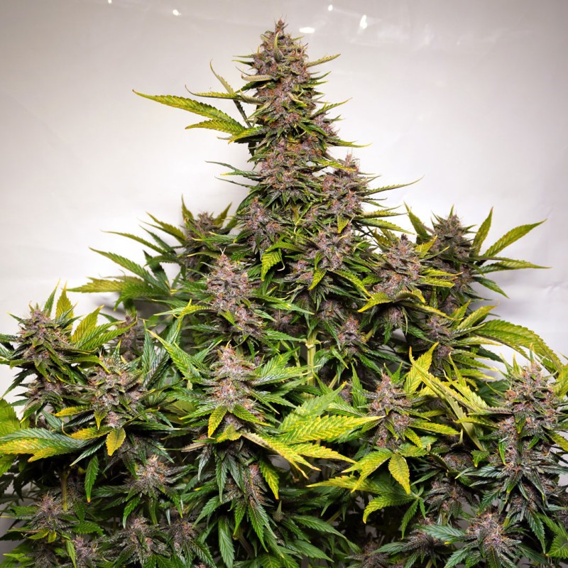 AUTO FORBIDDEN CHERRY · Dutch Passion · graines de cannabis · Auto Fem