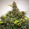 AUTO FORBIDDEN CHERRY · Dutch Passion · graines de cannabis · Auto Fem