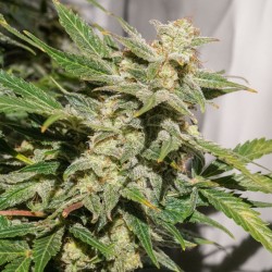 AUTO SFV OG · Dutch Passion · cannabis samen · Auto Fem