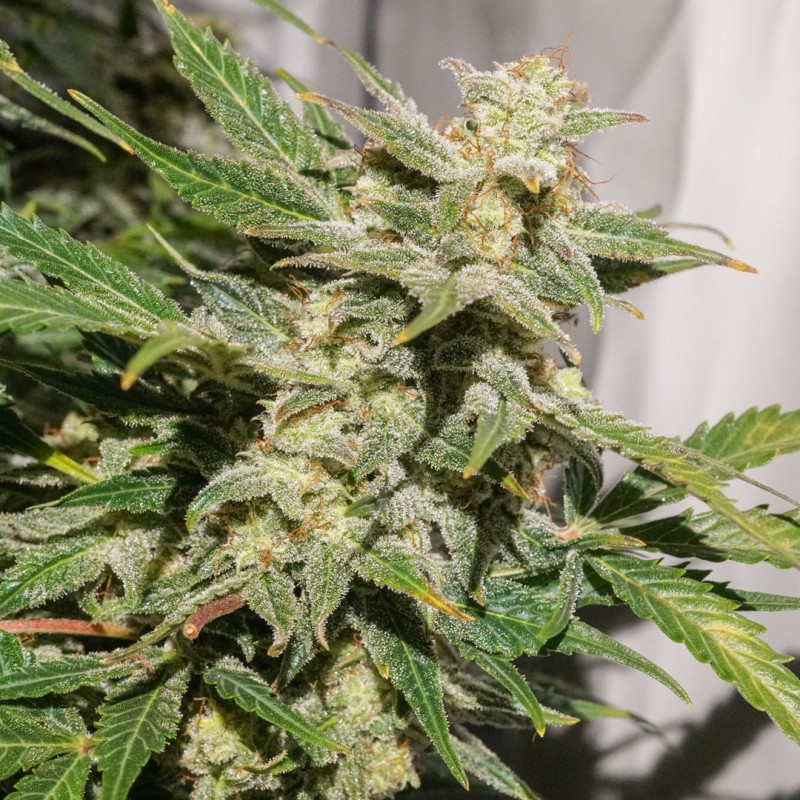 AUTO SFV OG · Dutch Passion · cannabis seeds · Auto Fem