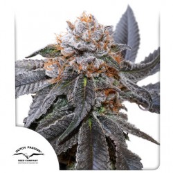 BLUE ZUSHI · Dutch Passion · cannabis seeds · Fem