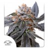 BLUE ZUSHI · Dutch Passion · sementes de maconha · Fem