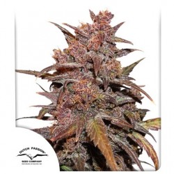 CBD AUTO BLACKBERRY KUSH · Dutch Passion · cannabis seeds · Auto Fem