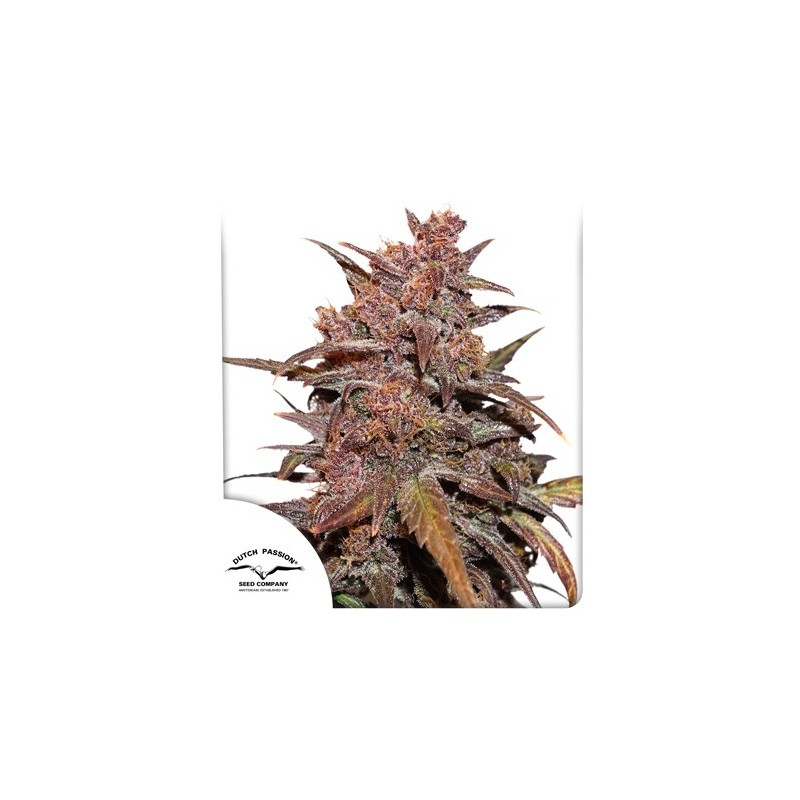 CBD AUTO BLACKBERRY KUSH · Dutch Passion · cannabis seeds · Auto Fem