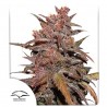 CBD AUTO BLACKBERRY KUSH · Dutch Passion · graines de cannabis · Auto Fem