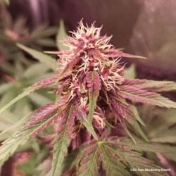 CBD AUTO BLACKBERRY KUSH · Dutch Passion · cannabis samen · Auto Fem