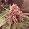 CBD AUTO BLACKBERRY KUSH · Dutch Passion · cannabis seeds · Auto Fem