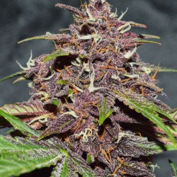 CBD AUTO BLACKBERRY KUSH · Dutch Passion · cannabis samen · Auto Fem