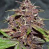CBD AUTO BLACKBERRY KUSH · Dutch Passion · cannabis seeds · Auto Fem