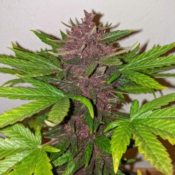 CBD AUTO BLACKBERRY KUSH · Dutch Passion · cannabis seeds · Auto Fem