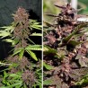 CBD AUTO BLACKBERRY KUSH · Dutch Passion · kenevir tohum · Disi · Auto Fem