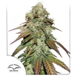 CBD MAZAR · Dutch Passion · cannabis samen · Fem